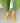 Yellow Canale Socks