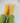 Yellow Canale Socks