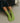 Greenish Stripe Socks